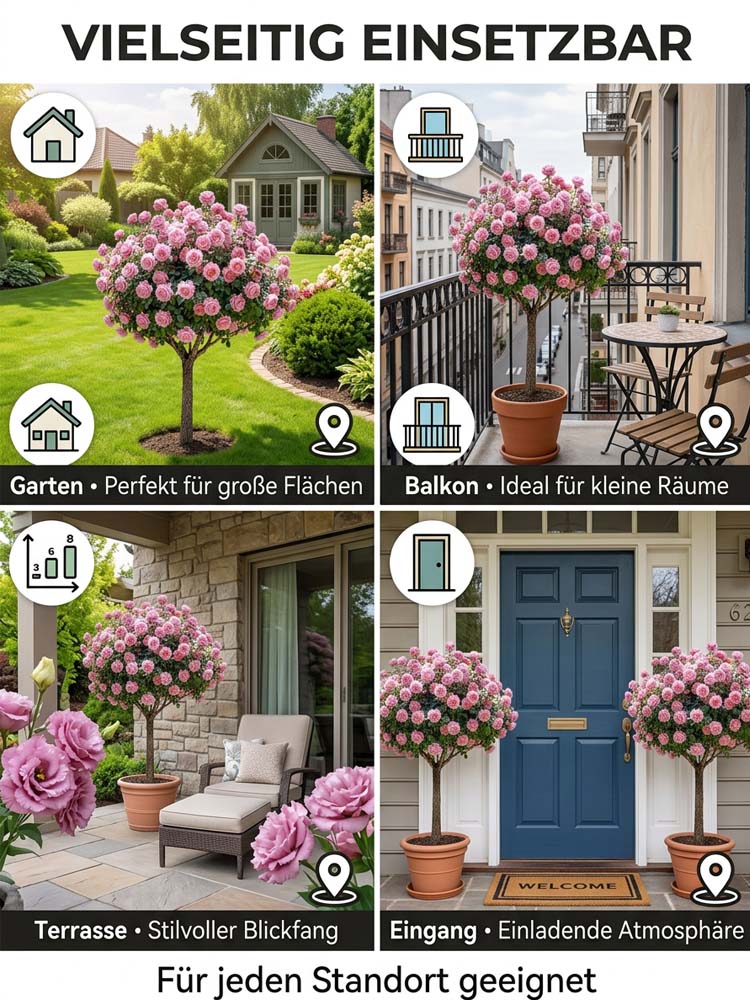 Lisianthus Lollipop-Baum | Ganzjährige Blütenpracht