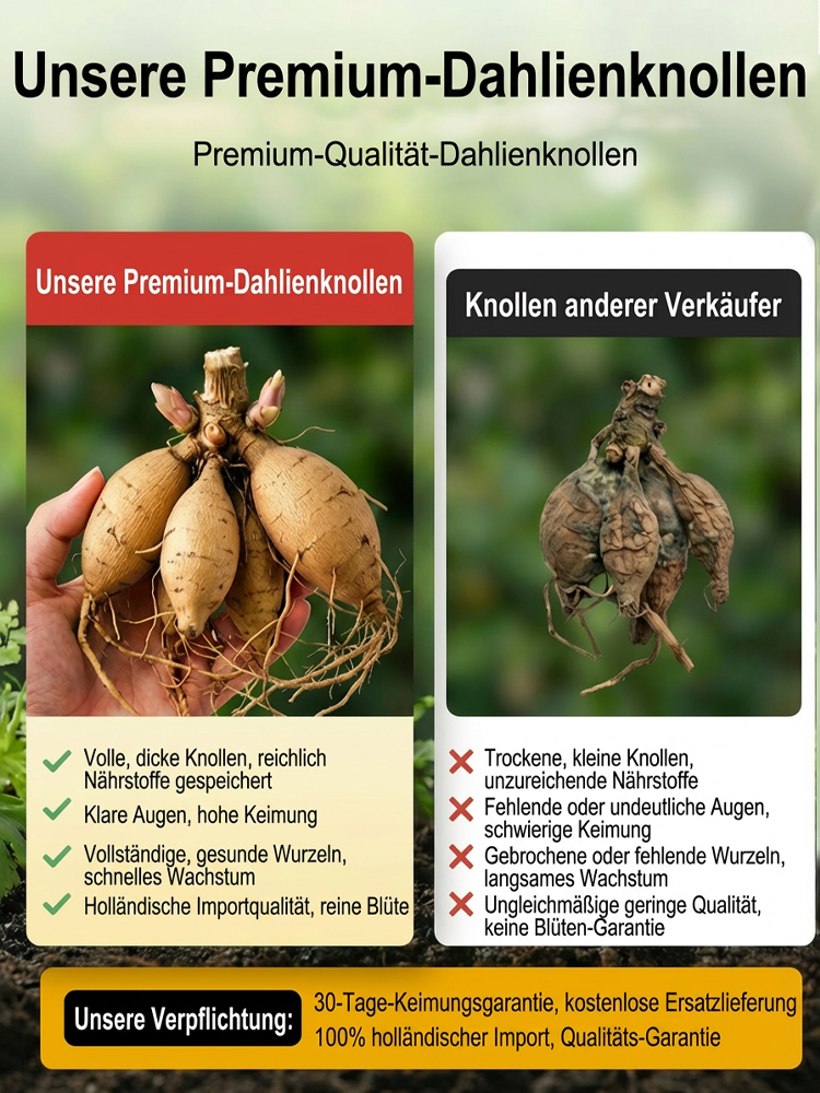 【Base Direktvertrieb】Doppelte Dahlienknollen für eine blühende vier Jahreszeiten-Pracht