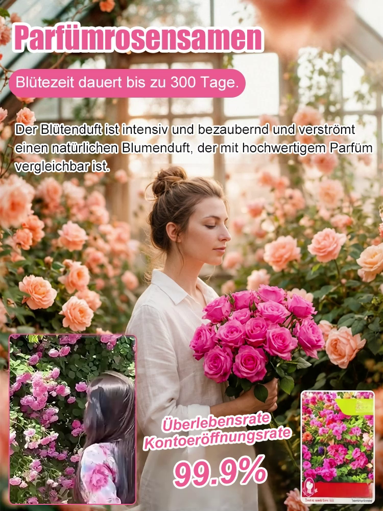 🌸 300 Tage Blütenzauber: Bayerische Riesensamtrose mit 99 % Keimrate (1+1 gratis)
