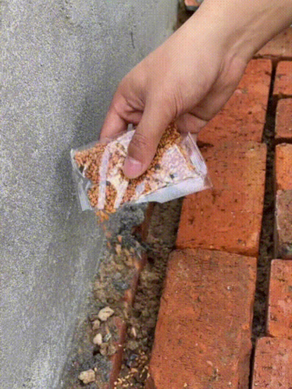 🌸 300 Tage Blütenzauber: Bayerische Riesensamtrose mit 99 % Keimrate (1+1 gratis)