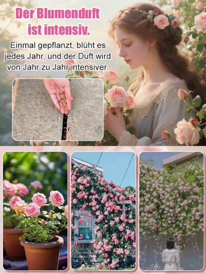 🌸 300 Tage Blütenzauber: Bayerische Riesensamtrose mit 99 % Keimrate (1+1 gratis)