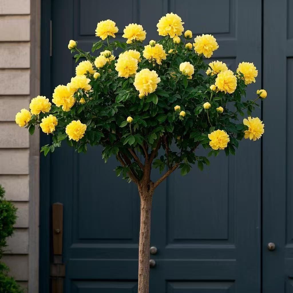 Lisianthus Lollipop-Baum | Ganzjährige Blütenpracht