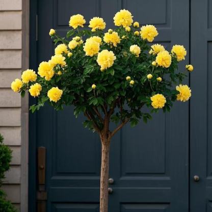Lisianthus Lollipop-Baum | Ganzjährige Blütenpracht