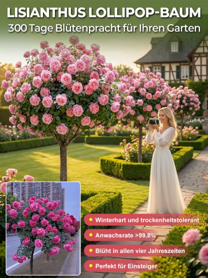Lisianthus Lollipop-Baum | Ganzjährige Blütenpracht