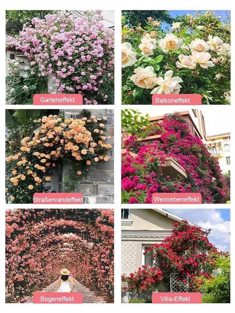 🌸 300 Tage Blütenzauber: Bayerische Riesensamtrose mit 99 % Keimrate (1+1 gratis)