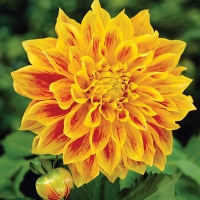 【Base Direktvertrieb】Doppelte Dahlienknollen für eine blühende vier Jahreszeiten-Pracht