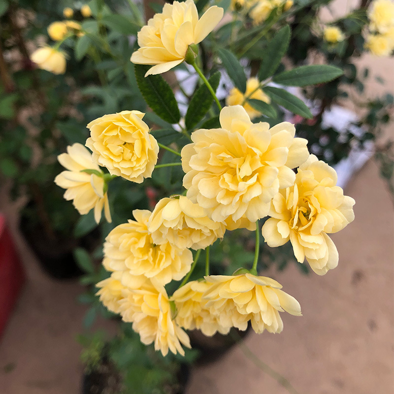 Immerblühende Kletterrosenpflanze für alle Jahreszeiten