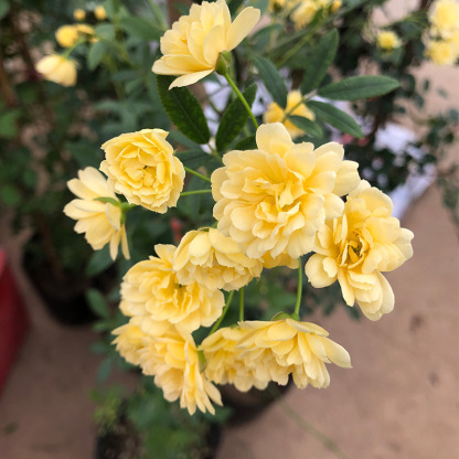 Immerblühende Kletterrosenpflanze für alle Jahreszeiten