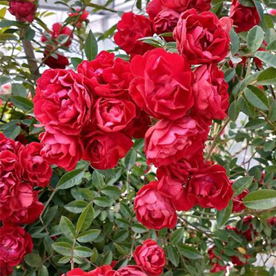 Immerblühende Kletterrosenpflanze für alle Jahreszeiten