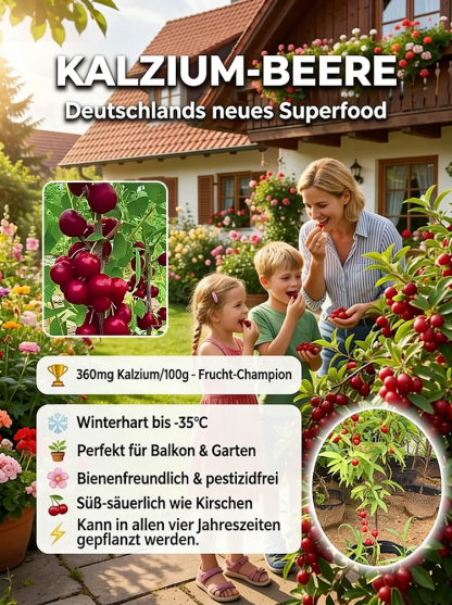 Natürliche Kalziumergänzung Eu-Li-Kalziumfrucht-Sämling