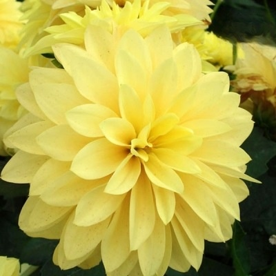 【Base Direktvertrieb】Doppelte Dahlienknollen für eine blühende vier Jahreszeiten-Pracht