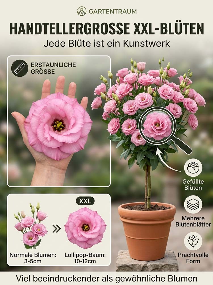 Lisianthus Lollipop-Baum | Ganzjährige Blütenpracht