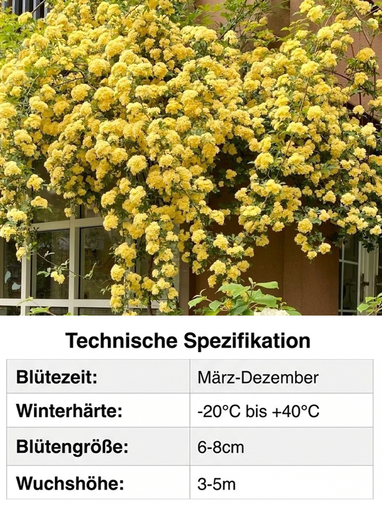Immerblühende Kletterrosenpflanze für alle Jahreszeiten