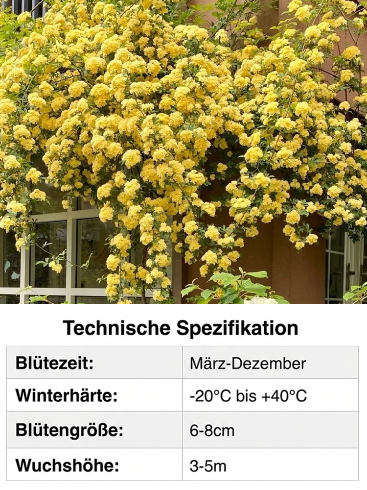 Immerblühende Kletterrosenpflanze für alle Jahreszeiten