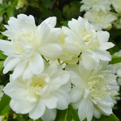 Immerblühende Kletterrosenpflanze für alle Jahreszeiten