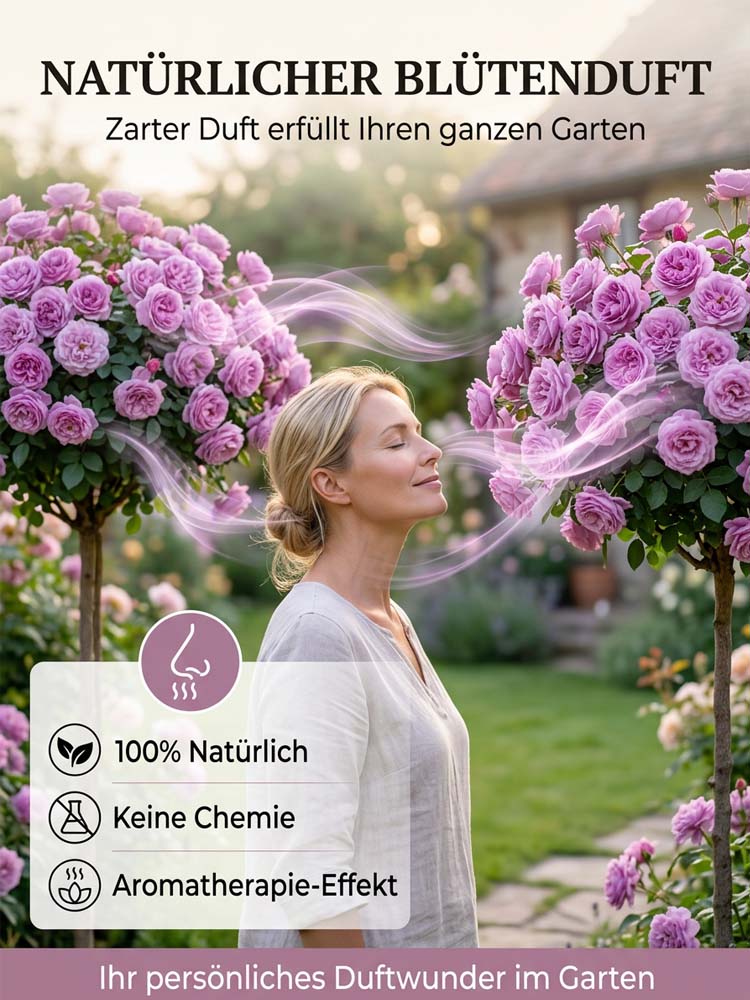 Lisianthus Lollipop-Baum | Ganzjährige Blütenpracht