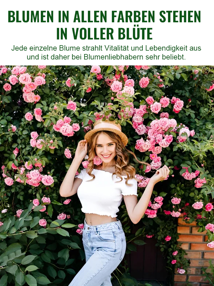 Immerblühende Kletterrosenpflanze für alle Jahreszeiten