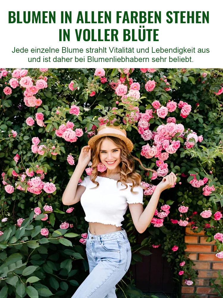 Immerblühende Kletterrosenpflanze für alle Jahreszeiten