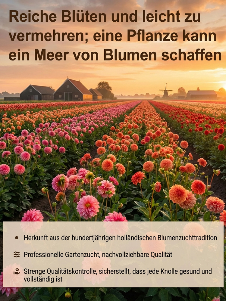 【Base Direktvertrieb】Doppelte Dahlienknollen für eine blühende vier Jahreszeiten-Pracht