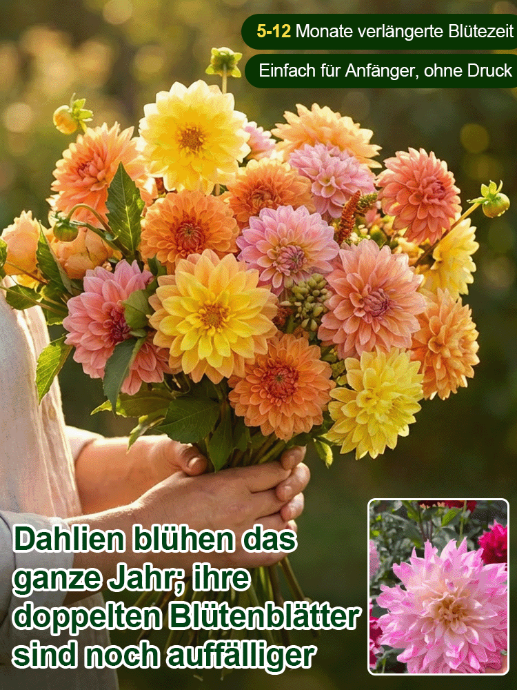 【Base Direktvertrieb】Doppelte Dahlienknollen für eine blühende vier Jahreszeiten-Pracht