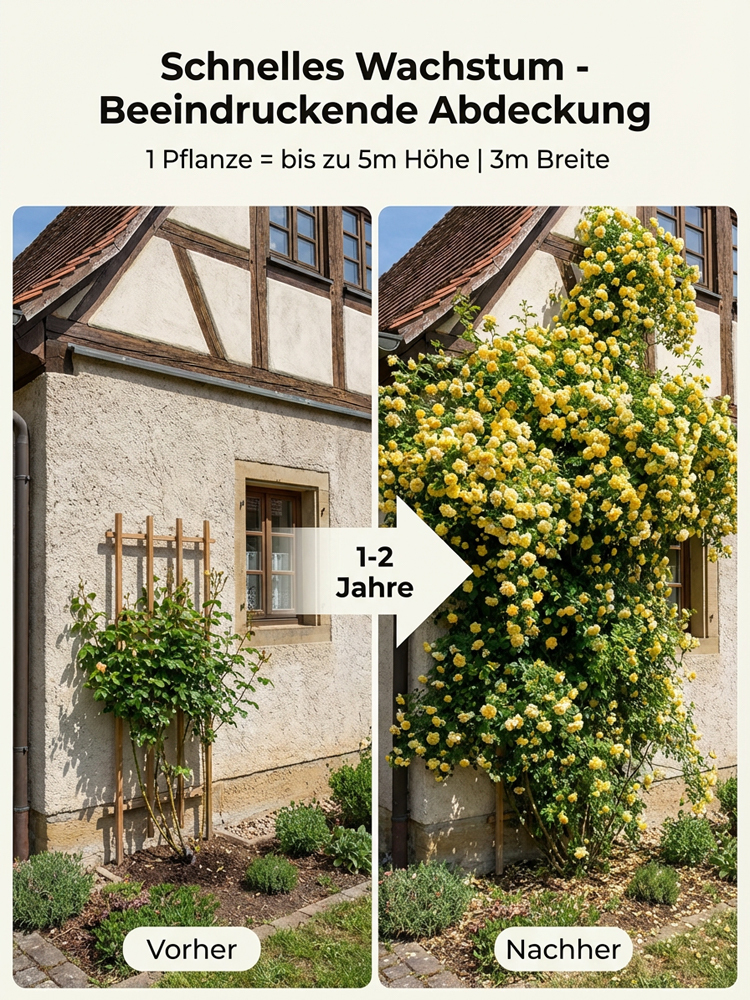 Immerblühende Kletterrosenpflanze für alle Jahreszeiten