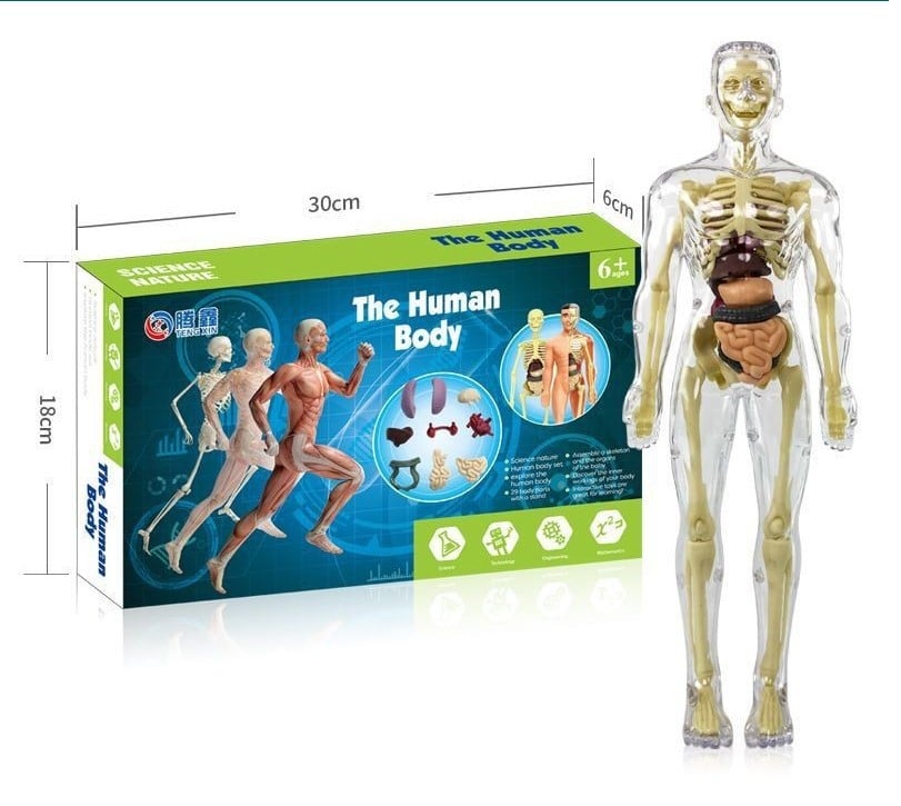 🎁2024 New Year Hot Sale🎁 48% OFF - 3d Human Body Torso Model for Kid Anatomy Model Skeleton