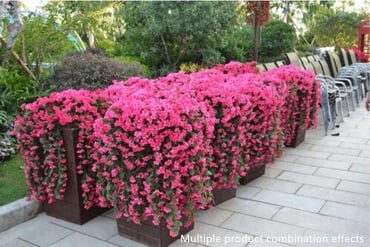 🔥LAST DAY 70% OFF🌺Vivid Artificial Hanging Orchid Bunch🌷