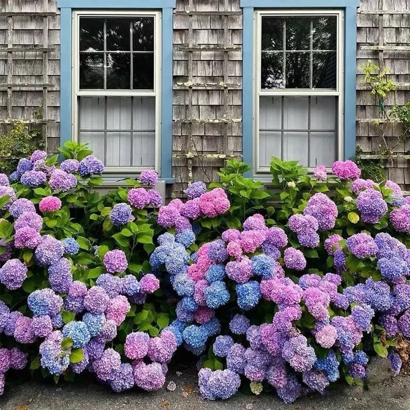 🔥 $9.98 On Sale Only Today 💐Outdoor Artificial Hydrangea Flowers
