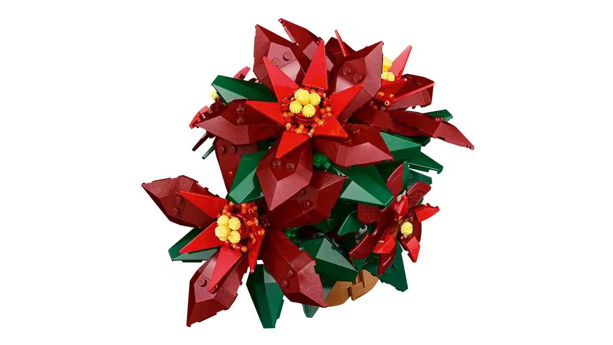 Poinsettia