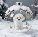 Bichon Frise