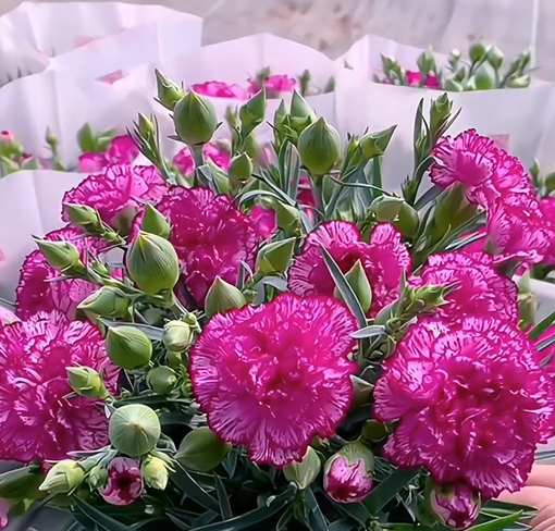 Double-Flowered Mixed Carnation Seeds