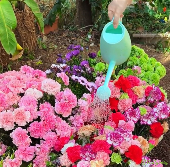 Double-Flowered Mixed Carnation Seeds