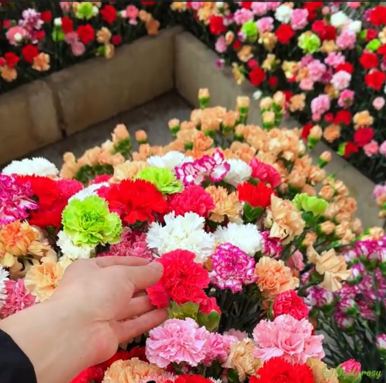 Double-Flowered Mixed Carnation Seeds