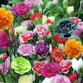 Double-Flowered Mixed Carnation Seeds