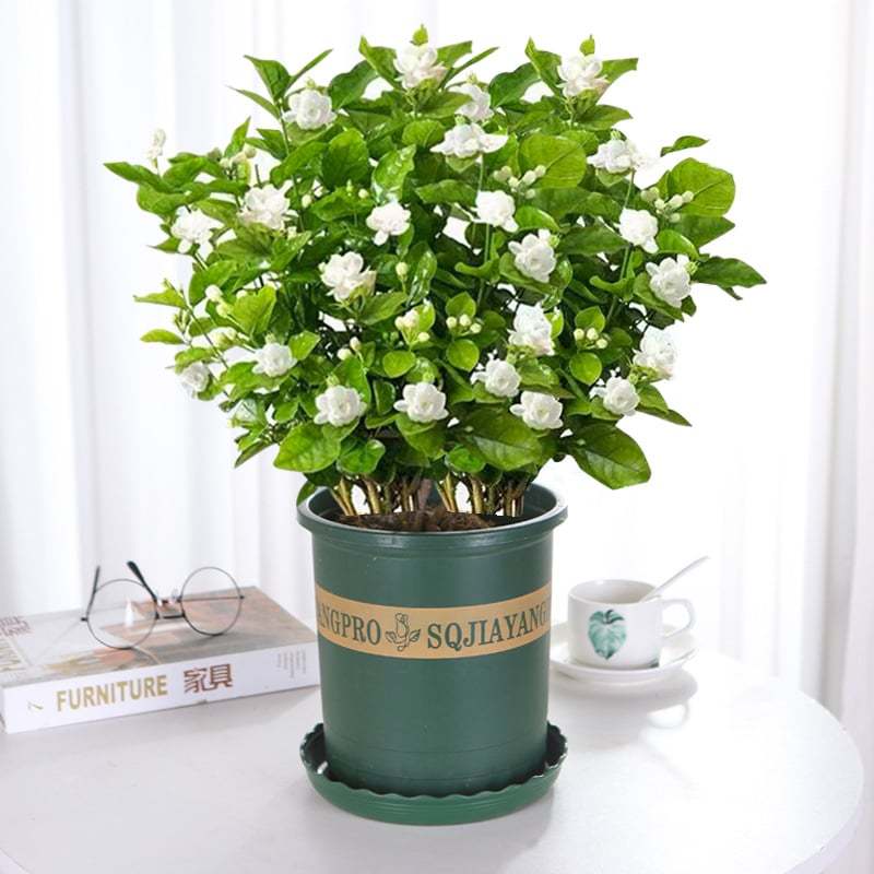 🔥Last day clearance🌷Climbing Silver Jasmine Seeds🌸 For Natural Fragrance Haven