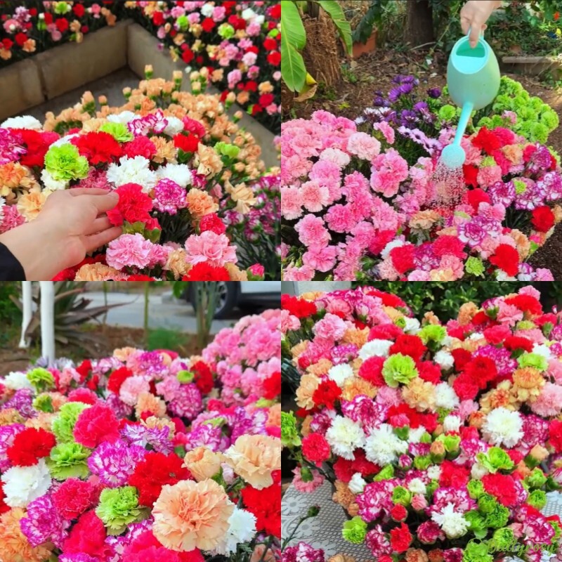 Double-Flowered Mixed Carnation Seeds