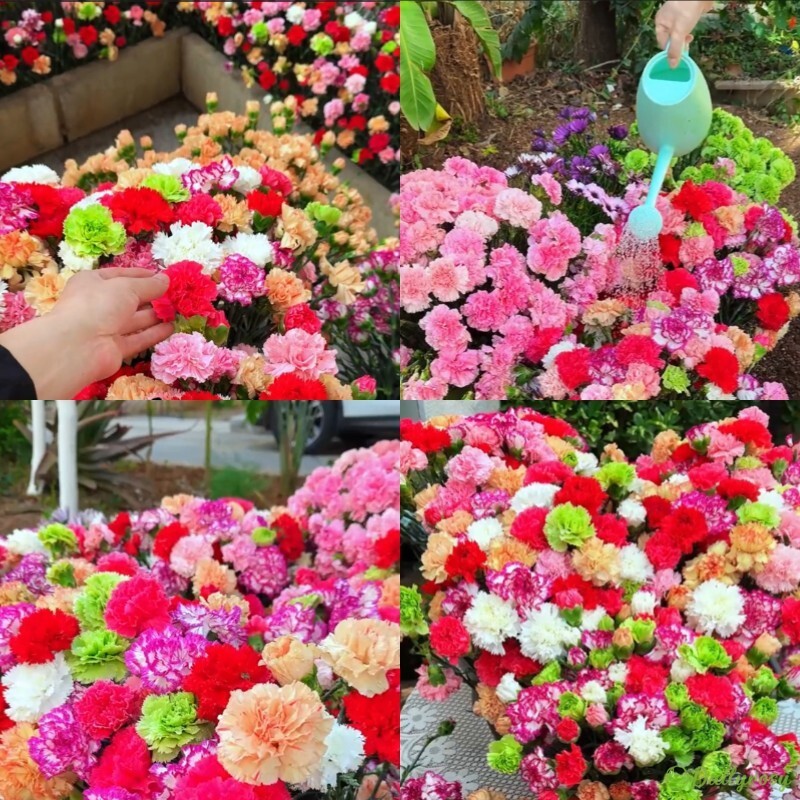 Double-Flowered Mixed Carnation Seeds