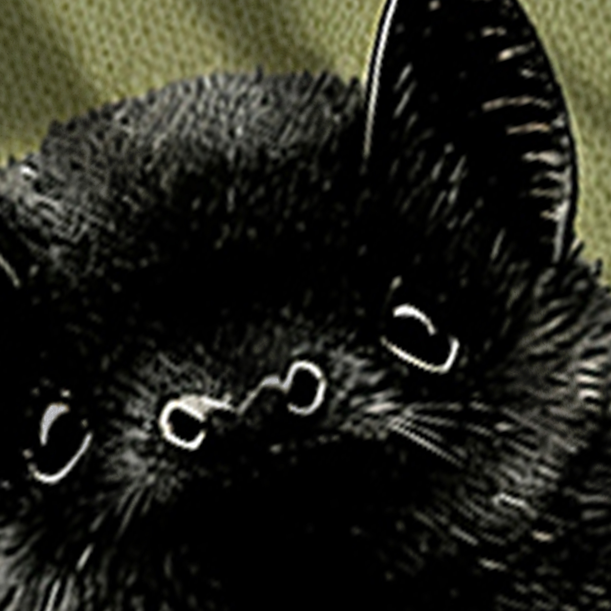 Baddiecat I Have Rabies Bat Pattern Ugly Sweatshirt