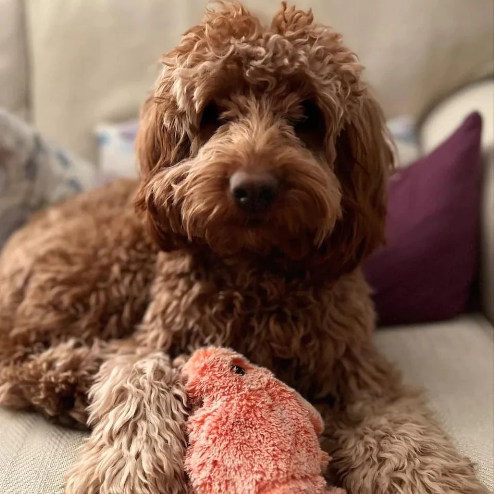 🎄Christmas Flash Sale-50% OFF-Lobster Interactive Dog Toy