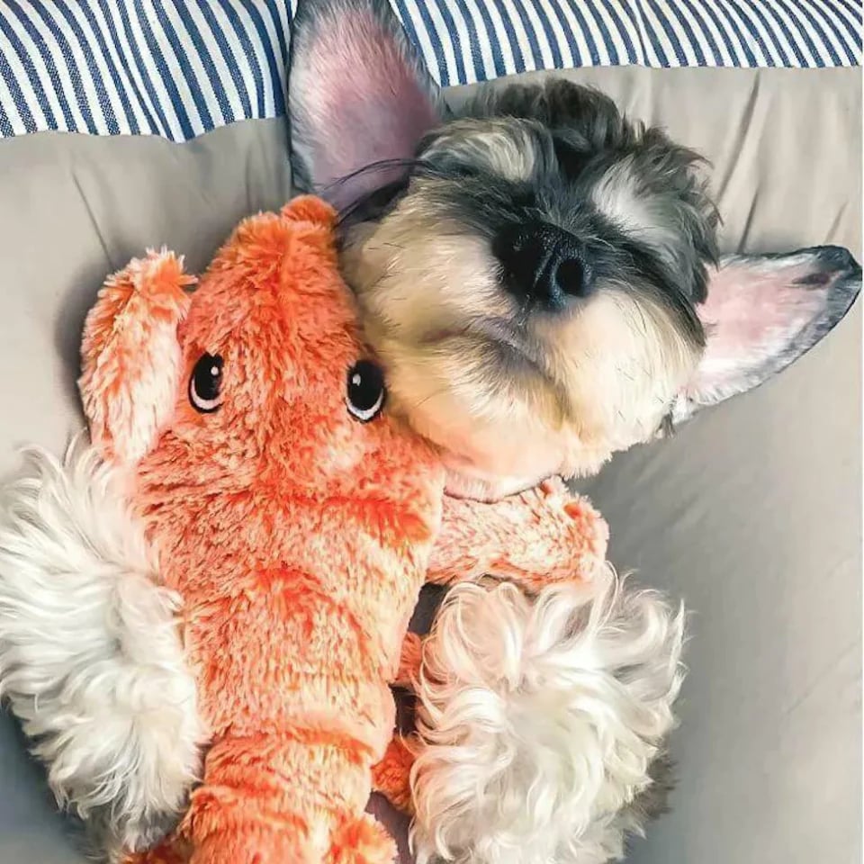 🎄Christmas Flash Sale-50% OFF-Lobster Interactive Dog Toy
