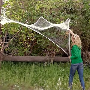 spider web 2025-006