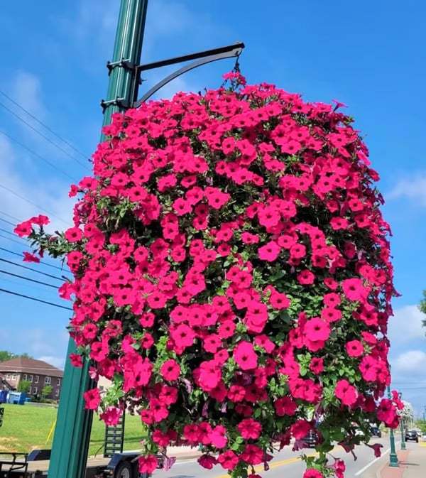 🌸Last Day Sale 49% OFF💐 UV Simulation Artificial Petunias	
