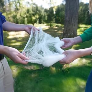 spider web 2025-005