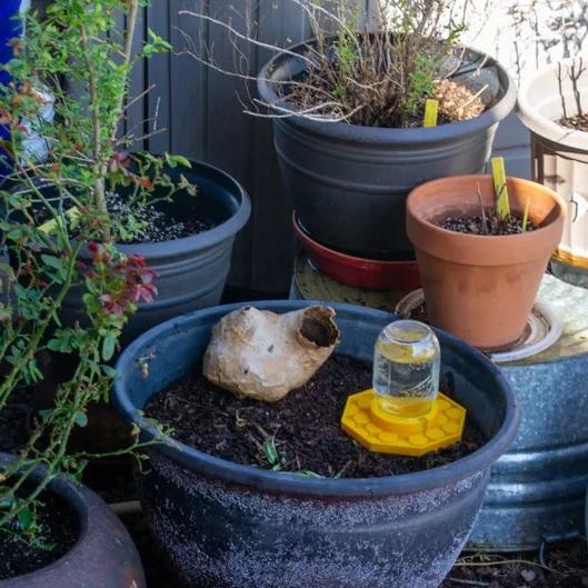 🐝 Bee-Loved Watering Station for Your Garden Heroes! 🌼 - 🎁BUY MORE SAVE MORE