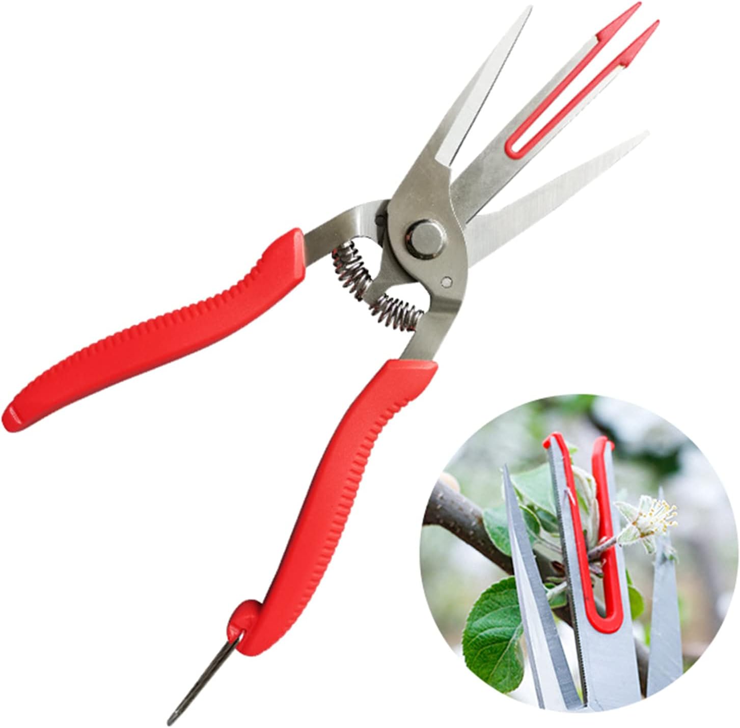 🌿 Fruit Picking Scissors: Precision Pruning for Healthy, Productive Plants 🌳