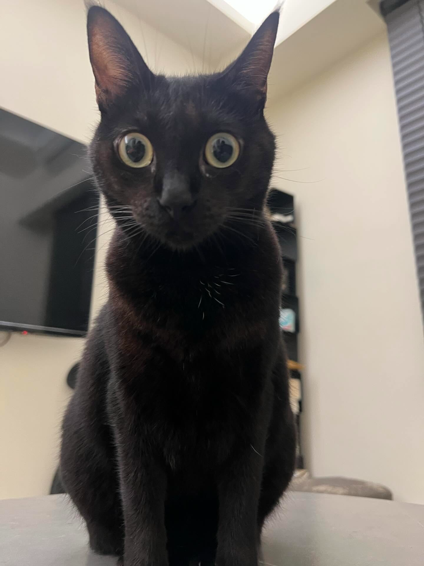 Thinking Cat Meme Wall Clock