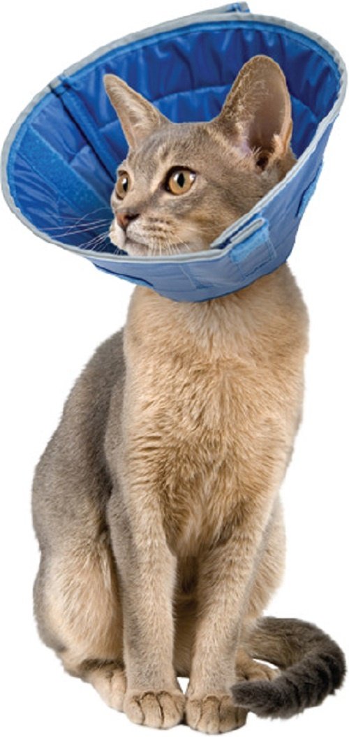 Calm Paws Recovery Caring Cat Collar