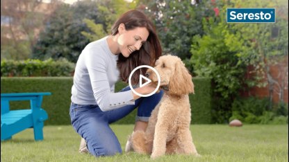 Seresto Collar Antiparasitario para perros