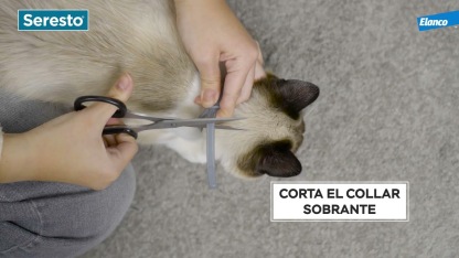 Seresto Collar Antiparasitario para Gatos