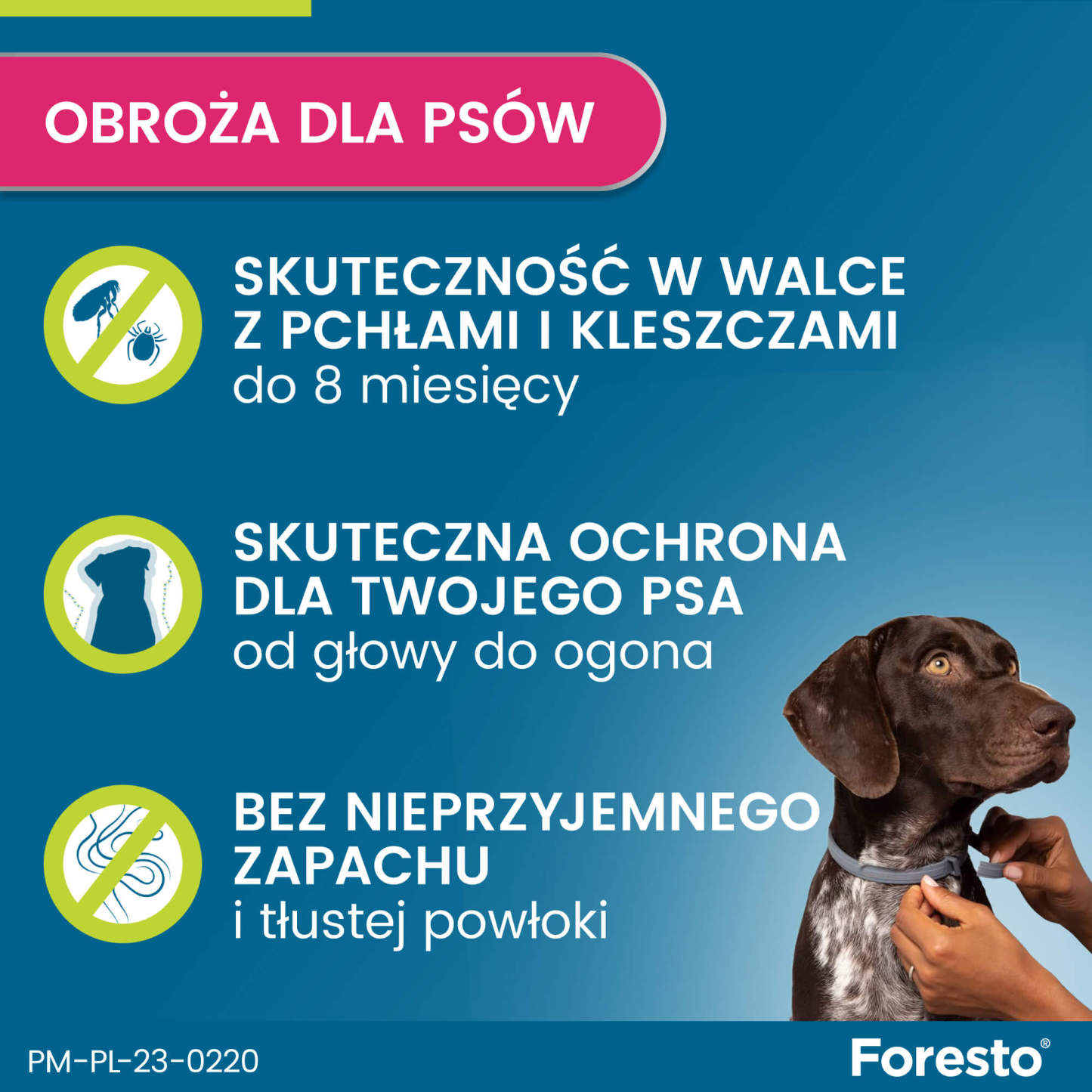 Obroża FORESTO dla psa przeciw kleszczom i pchłom powyżej 8 kg